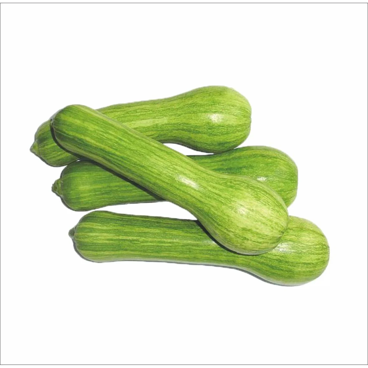 Abobrinha Verde